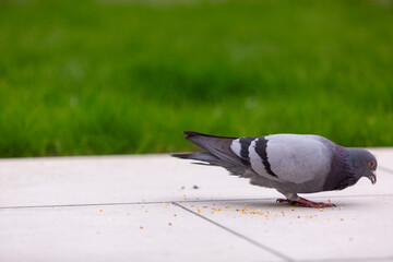 Close up of a European grey Pigeon on a white patio with a grass background