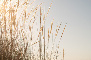 Naklejka na meble reeds at sunset