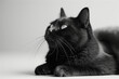 Cute black cat on a plain background