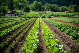 Fototapeta  - agricultural field sown with organic vegetables