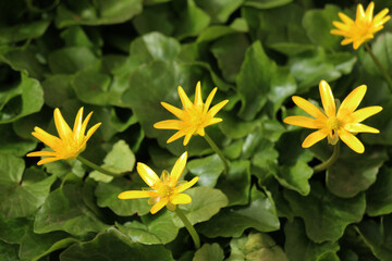 Poster - Ranunculus ficaria blooms in the wild