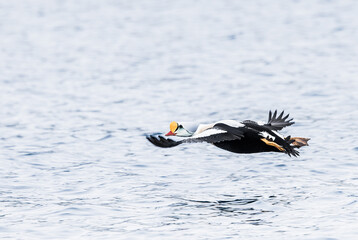 king eider flying