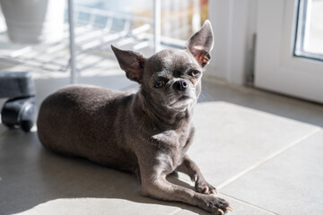 Wall Mural - A close-up image shows a cute Chihuahua puppy of a domestic mammal breed lying relaxing on the floor on a sunny day. Pets are resting, sleeping. A touching and emotional portrait.