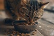 A pretty cat eating from a bowl