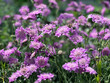 Scabiosa columbaria Pink Mist, also known as pincushion flower is a soft pink perennial seen here in early summer.