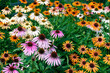 colourful purple, yellow and orange echinacea or coneflower flowers in the garden