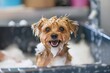 Dog enjoying bath at grooming salon pet care concept
