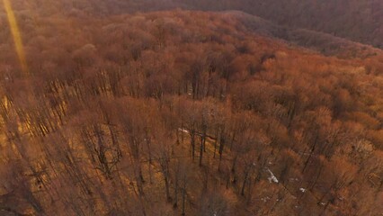 Wall Mural - Bird's eye view of the Carpathians in autumn, a drone flies over Ukraine. beech, birch and conifer forests of fantastic color, dirt roads for travel