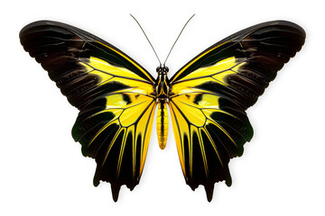 Wall Mural - Beautiful Queen Alexandra's birdwing butterfly isolated on a white background with clipping path