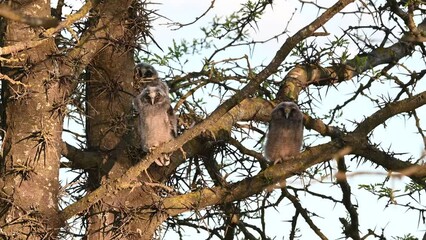 Wall Mural - Long-eared Owl Asio Otus. Bird on the beautiful forest background. Chicks in the wild close up. The chicks are hiding on the branches of a tree.