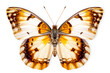 Beautiful Nymphalidae butterfly isolated on a white background with clipping path
