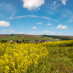 Wall Mural - spring rapeseed yellow blooming fields