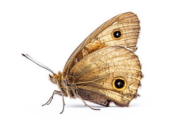 Wall Mural - Beautiful Meadow Brown butterfly isolated on a white background. Side view