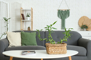 Wall Mural - Light interior of modern living room with bamboo stems on coffee table and sofa