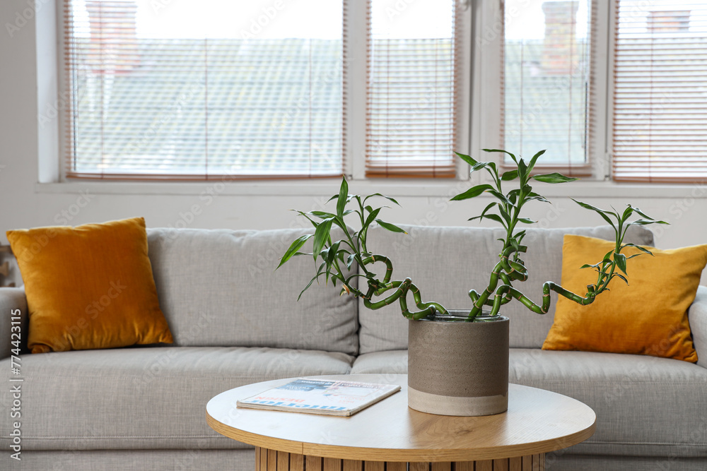 Bamboo stems on coffee table and grey sofa in living room