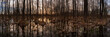 spring swampy forest with flooded bare trees, hummocks and grass in the evening light. widescreen panoramic side view. format 15x5
