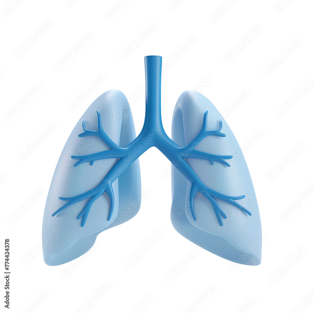 3d illustration of stylized human lungs isolated on transparent ...