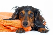 Long Haired Dachshund Getting Towel Dried On White Background
