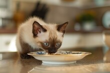 Purebred Siamese Kitten Eating From Saucer In Modern Kitchen