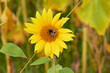 Beautiful sunflower flower blooming in a sunflower field. A bumblebee pollinates a blooming sunflower in a sunflower fieldYellow petals, green stems and leaves. Rural landscapes. Summer time.
