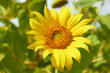 Beautiful sunflower flower blooming in a sunflower field. Yellow petals, green stems and leaves. Organic farm and agricultural product concept.
