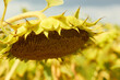 Ripe sunflower close-up. Rural landscapes.
