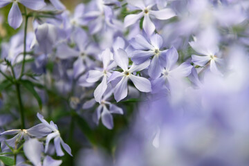 Sticker - Blue fragrant matthiola flowers in the garden	