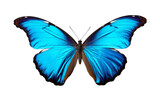 Fototapeta Motyle - A vibrant blue butterfly gracefully flutters through the air