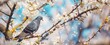 pigeon perching on the flowering tree branch with pink flowers in spring with blue sky n the background. 