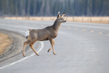 Fototapeta Maki - Mule deer is crossing the road in spring close to the forest.
