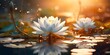 beautiful lotus flower blooming in the pond with sun light