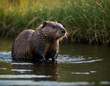 Beavers are fascinating rodents native to North America and Eurasia