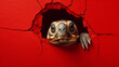 Eine Schildkröte schaut durch ein Loch in einer roten Wand.