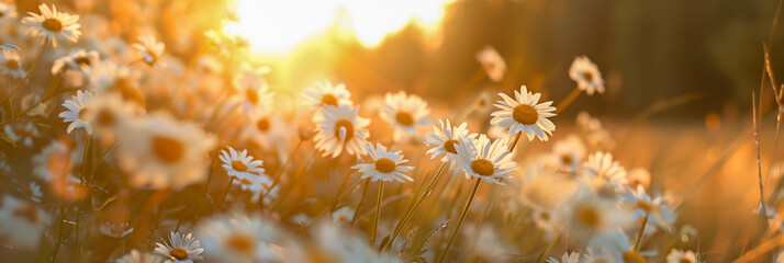 Wall Mural - White daisy blooms in a field at sunset - AI Generated