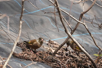 Wall Mural - oriental greenfinch in a field