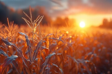 Wall Mural - A cinematic closeup of the leaves and stalks of corn in an American farm field at sunset