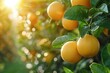 Close up of oranges hanging on a tree branch in a sunny orchard.