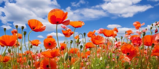 Poster - A stunning close-up view of a vast field filled with bright red poppies contrasted beautifully against a clear blue sky in the background