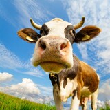 Fototapeta Zwierzęta - Funny Cow