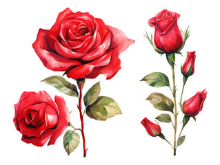 Wall Mural - bouquet of roses, watercolor red rose flower arrangement collection with green leaves, illustration 
