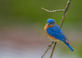 Wall Mural - Blue bird perched on a branch.