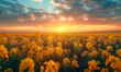 A beautiful dawn scene with a vast field of yellow Canola blossoms