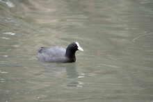 The Eurasian Coot Is A Black Sea Bird With A White Frontal Shield