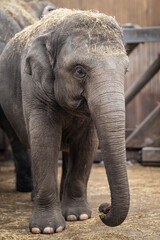 Poster - An Indian elephant kept in captivity.