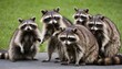 a raccoon with a group of other raccoons socializ upscaled 7