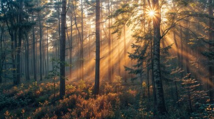 Wall Mural - Sunset in the forest with sunbeams passing through the trees