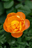 Fototapeta Sawanna - Ranunculus in orange color, top down view