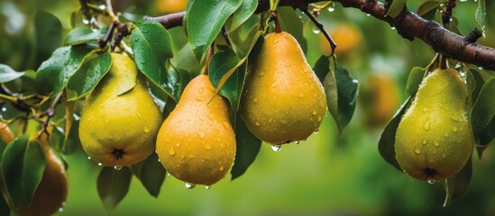 Wall Mural - A close-up view of a cluster of ripe pears hanging from the branches of a tree in a lush orchard