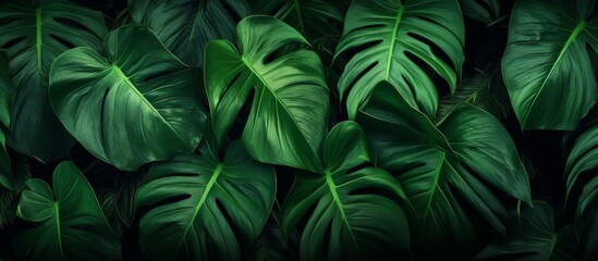  Close-up view of a cluster of vibrant green leaves against a dark black background, showcasing their intricate textures and shades