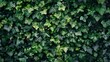 A wall covered in ivy, with lush green leaves cascading down, creating a natural and organic background.